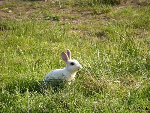 Donauradweg Vilshofen-Hofkirchen, Hase