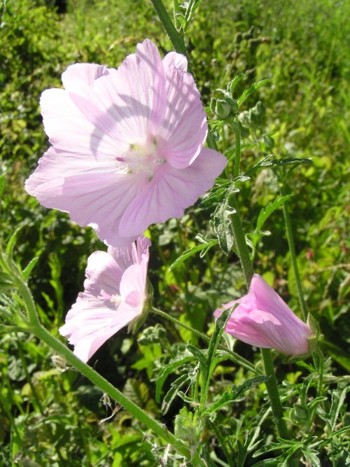 Donauradweg Vilshofen-Hofkirchen, Blumen