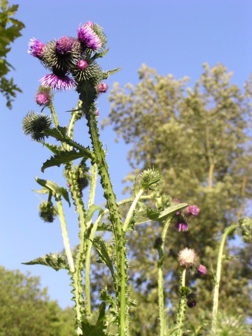 Donauradweg Vilshofen-Hofkirchen, Blumen