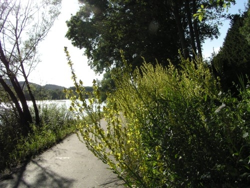Donauradweg Vilshofen-Hofkirchen, Blumen
