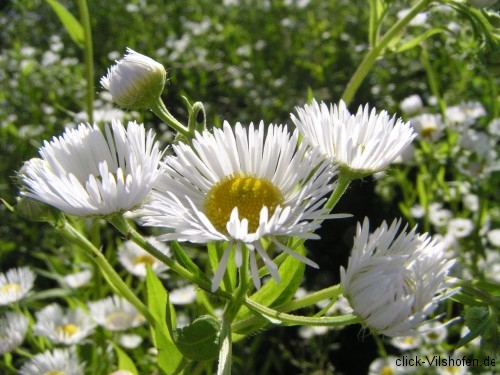 Donauradweg Vilshofen-Hofkirchen, Blumen