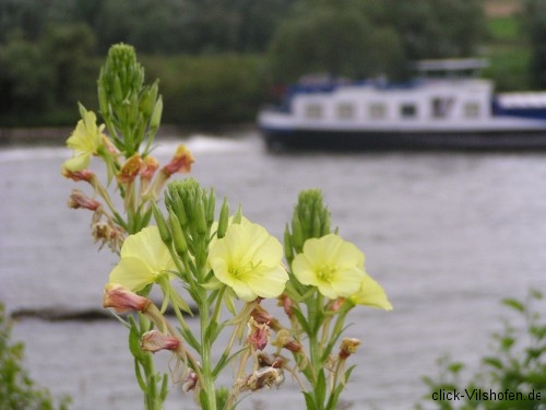 Donauradweg Vilshofen-Hofkirchen - Blumen