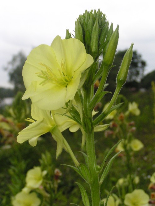 Donauradweg Vilshofen-Hofkirchen, Blumen