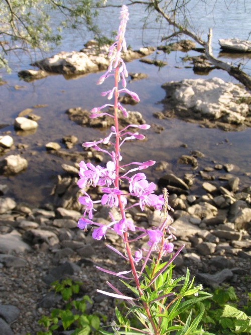 Donauradweg Vilshofen-Hofkirchen, Blumen