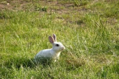 Donauradweg Vilshofen-Hofkirchen, Hase