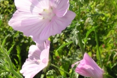 Donauradweg Vilshofen-Hofkirchen, Blumen