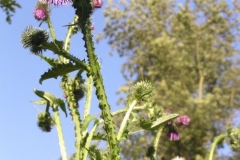 Donauradweg Vilshofen-Hofkirchen, Blumen