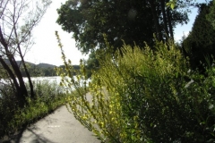 Donauradweg Vilshofen-Hofkirchen, Blumen