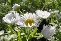Donauradweg Vilshofen-Hofkirchen, Blumen