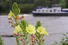 Donauradweg Vilshofen-Hofkirchen - Blumen