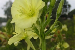 Donauradweg Vilshofen-Hofkirchen, Blumen