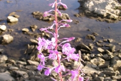 Donauradweg Vilshofen-Hofkirchen, Blumen