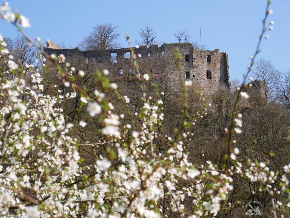 Hilgartsberg-Blüten-2020-03-4
