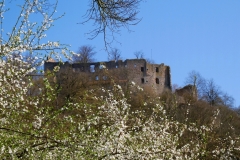 Hilgartsberg-Blüten-2020-03-3