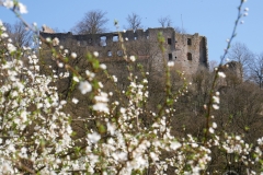 Hilgartsberg-Blüten-2020-03-4