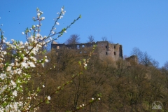Hilgartsberg-Blüten-2020-03-5