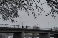 Vilsbrücke mit Möven