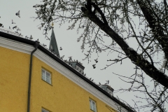Tauben auf dem ehemaligen Bruderhaus