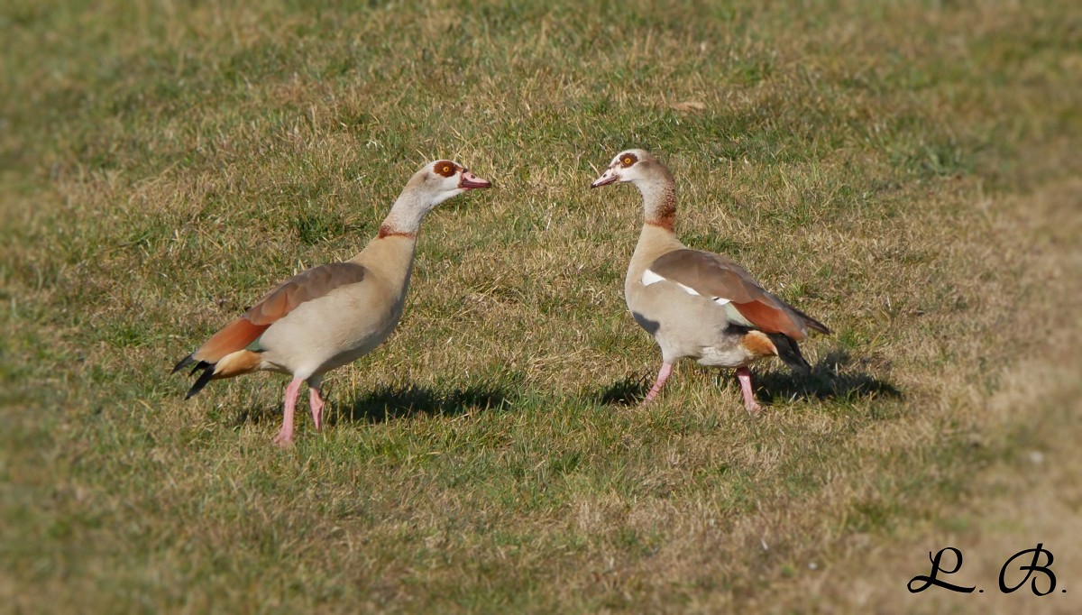 You are currently viewing NILGÄNSE IM ZWIEGESPRÄCH